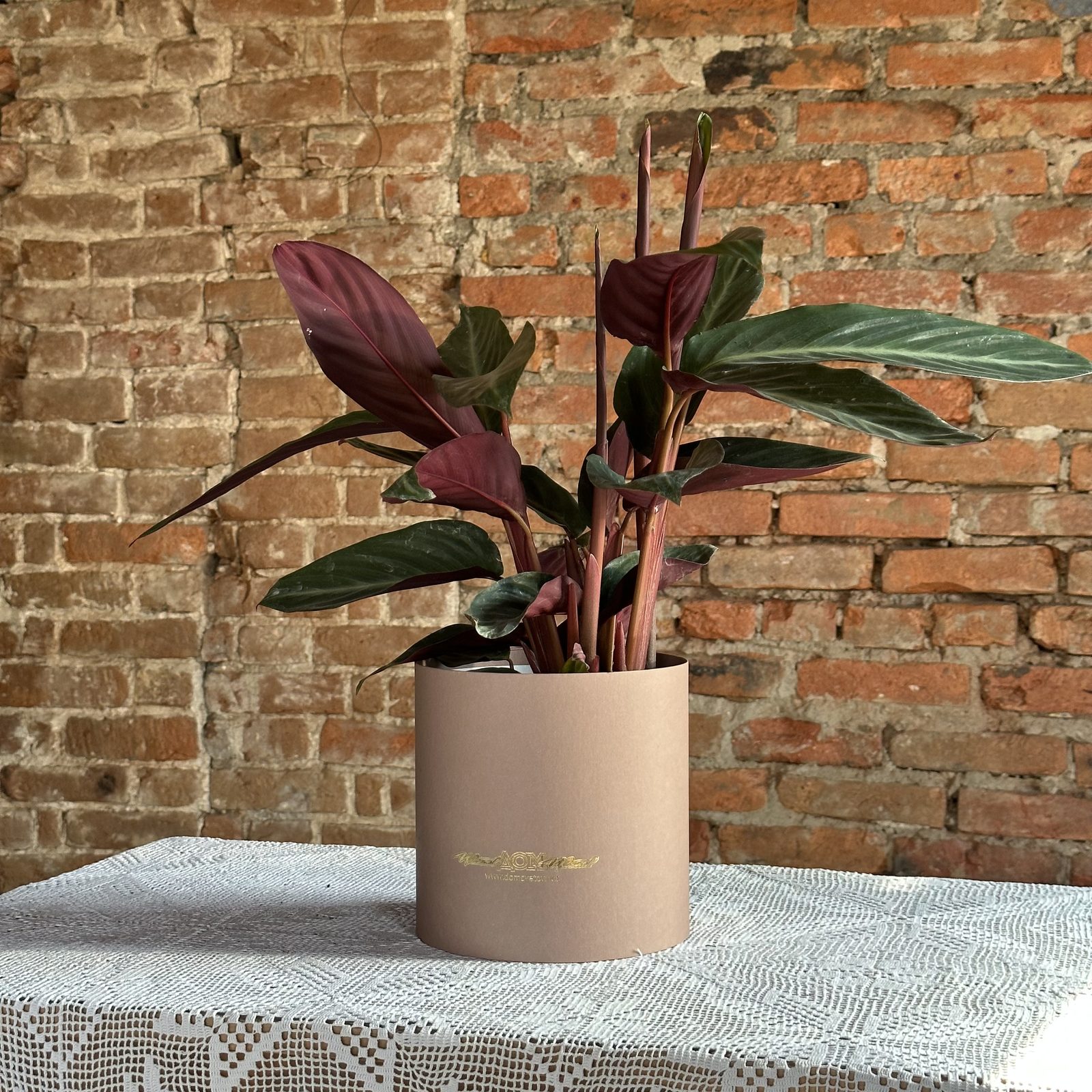 Строманта
